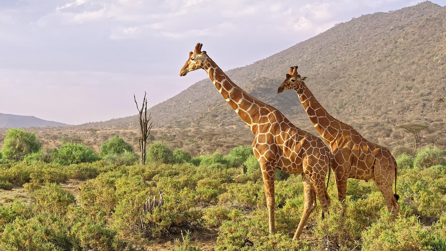 ケニアの世界遺産とは？知られざる魅力を探る | NEWT（ニュート）